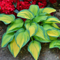 Hosta Orange Marmelade