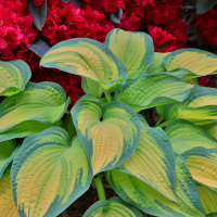 Hosta Orange Marmelade