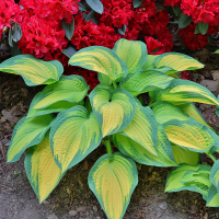 Hosta Orange Marmelade