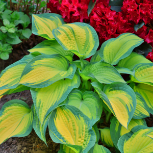 Funkia Orange Marmelade 1szt