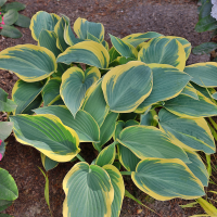 Hosta First Frost.png