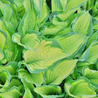 Hosta Albopicta