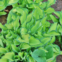 Hosta Albopicta