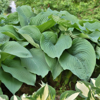 Hosta T-rex.png