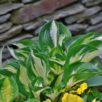 Hosta Fire and Ice