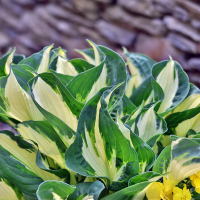 Hosta Fire and Ice