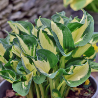Hosta Fire and Ice
