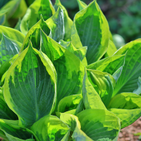 Hosta Aureomarginata