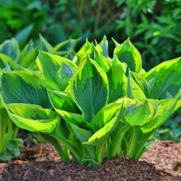 Hosta Aureomarginata