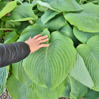 Hosta Empress Wu