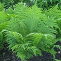 Paproć Ostrich Plume