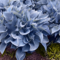 Hosta Halcyon