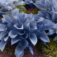 Hosta Halcyon