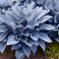 Hosta Halcyon