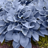 Hosta Halcyon