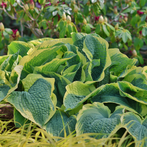 Funkia olbrzymia Francess Wiliams 1szt