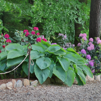 Hosta T-rex