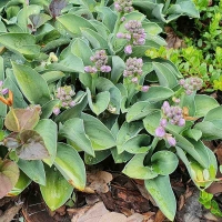 funkia hosta blue mouse ears