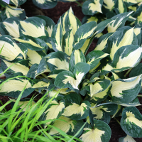 Hosta Fire and Ice