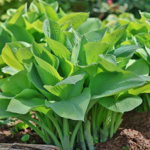 Funkia wielkolistna Monster Ears 1szt