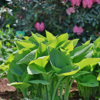 Hosta Monster Ears