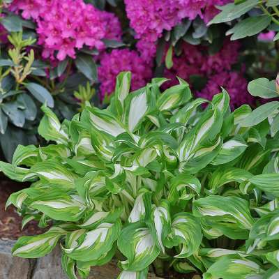 Funkia Mediovariegata 1szt