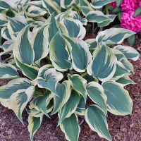 Hosta Firn Line 1.png