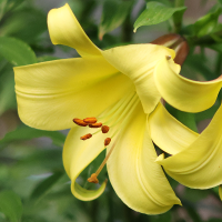 Lilia Golden Splendour
