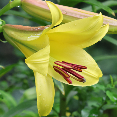 Lilia Trąbkowa Golden Splendour 1szt