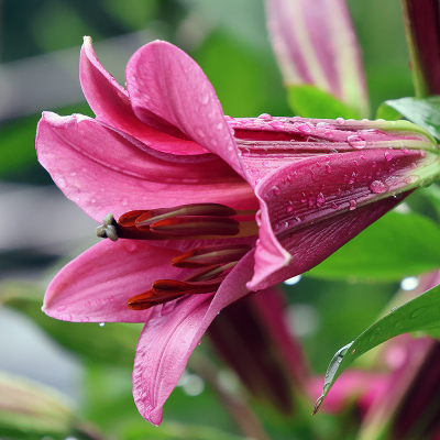 Lilia Trąbkowa Pink Perfection 1szt