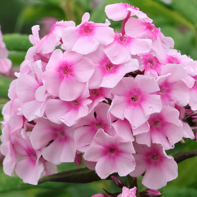 Floks - phlox Bright Eyes 1szt