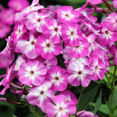 Floks - phlox Laura 1szt