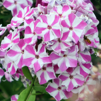 Phlox Pepermint Twist