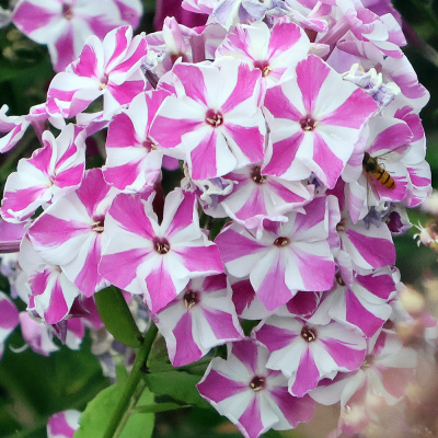 Floks - phlox Pepermint Twist 1szt