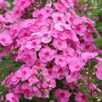 Floks - phlox Windsor 1szt