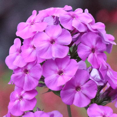 Floks - phlox Amethyst 1szt