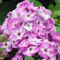 Phlox Uspech