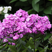 Phlox Uspech
