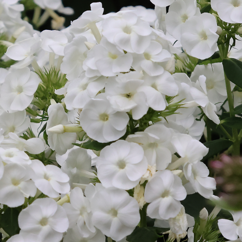 Phlox David