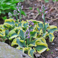 Hosta Mini Skirt