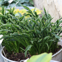 Hosta Playing Hands