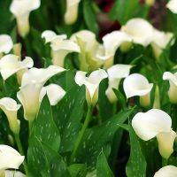 Calla biała