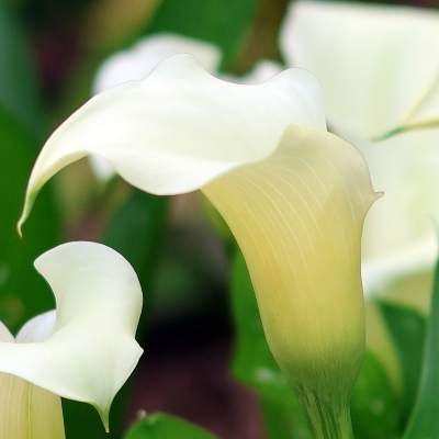 Calla - Zantedeschia Snow Storm 1szt