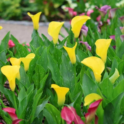 Calla - Zantedeschia Captain Solo 1szt