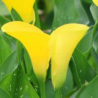 Calla żółta