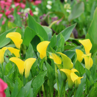 Calla żółta