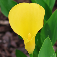 Calla żółta