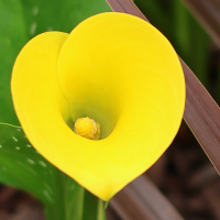 Calla żółta