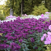 Monarda Prairenacht