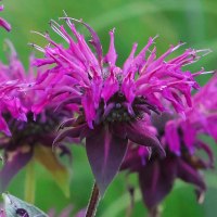 Monarda Prairenacht